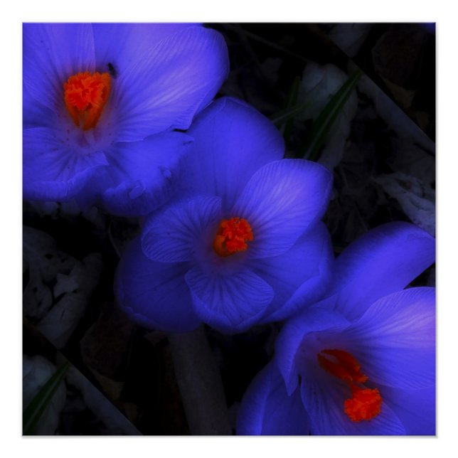 Beautiful Blue Purple Crocus Blooms Poster (Front)