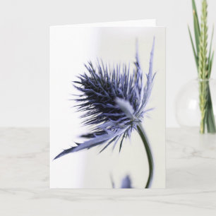 Beautiful Blue Sea Holly Flower Card