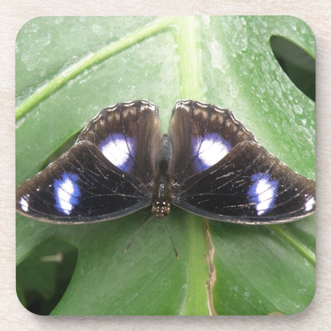 Beautiful Blue Spotted Butterfly Cork Coasters (Front)
