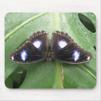 Beautiful Blue Spotted Butterfly Mousepad