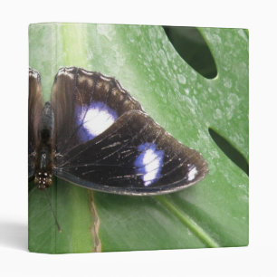 Beautiful Blue Spotted Butterfly Photo Album Binder
