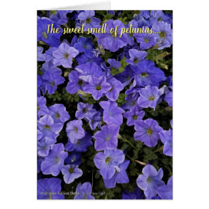 Beautiful Blue Violet Petunia Flowers Photo