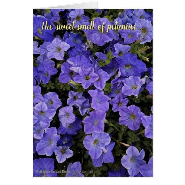 Beautiful Blue Violet Petunia Flowers Photo (Front)
