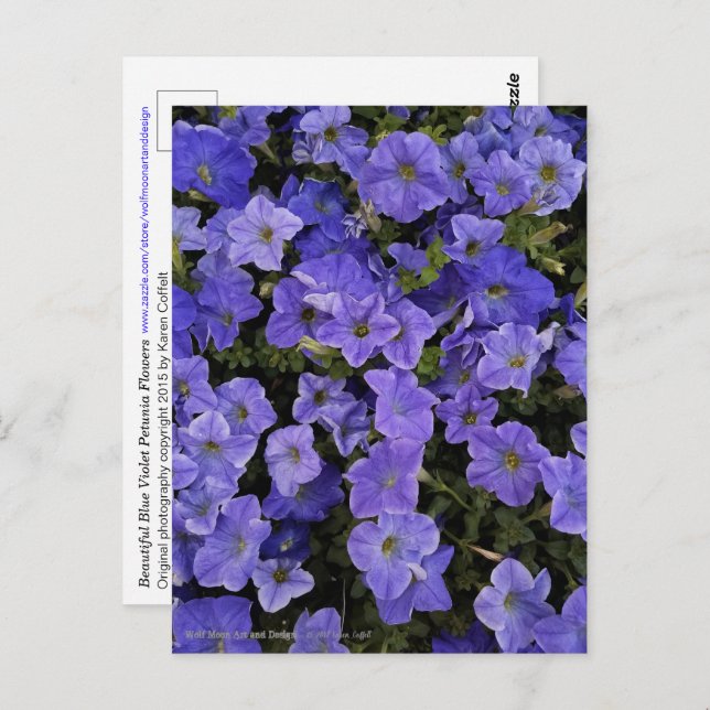 Beautiful Blue Violet Petunia Flowers Photo Postcard (Front/Back)