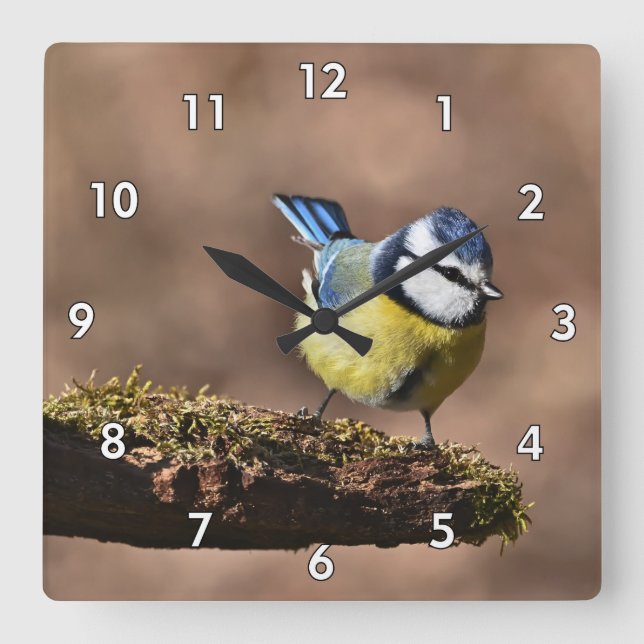 Beautiful Blue & Yellow Tit Bird on a Branch Square Wall Clock (Front)