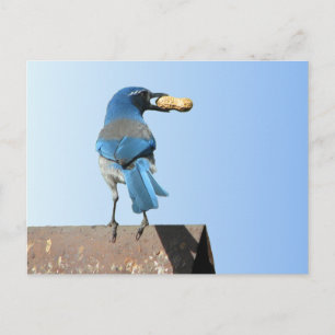 Beautiful Bluebird Postcard