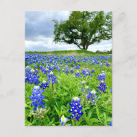 Beautiful Bluebonnets Texas Photography
