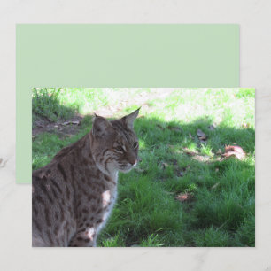 Beautiful Bobcat - Flat Card