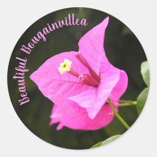 Beautiful Bougainvillea Classic Round Sticker