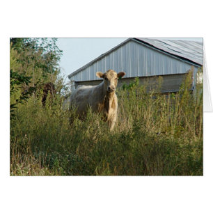 Beautiful Bovine All Occasion Blank Greeting Card
