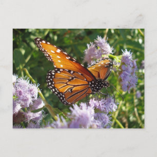 Beautiful Bright Orange Monarch Butterfly Photo Postcard