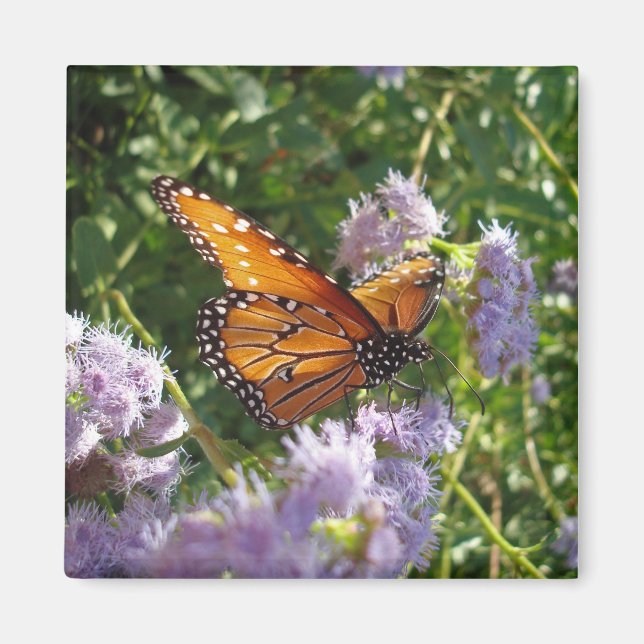 Beautiful Bright Orange Monarch Butterfly Resting Magnet (Front)