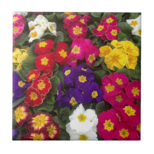 Beautiful Bright Polyanthus flowers Tile