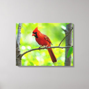 Beautiful Bright Red Cardinal in a Tree Canvas Print