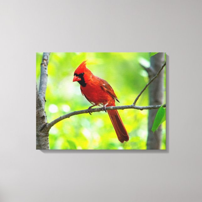 Beautiful Bright Red Cardinal in a Tree Canvas Print (Front)