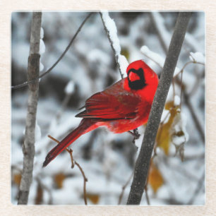 Beautiful Bright Red Cardinal in the Snow Glass Coaster