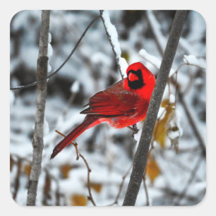 Beautiful Bright Red Cardinal in the Snow Square Sticker