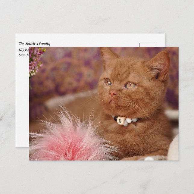 Beautiful British Shorthair Kitten Postcard (Front/Back)