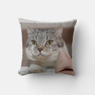 Beautiful British Shorthair Tomcat Throw Pillow