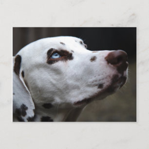 Beautiful brown and white Dalmatian Postcard