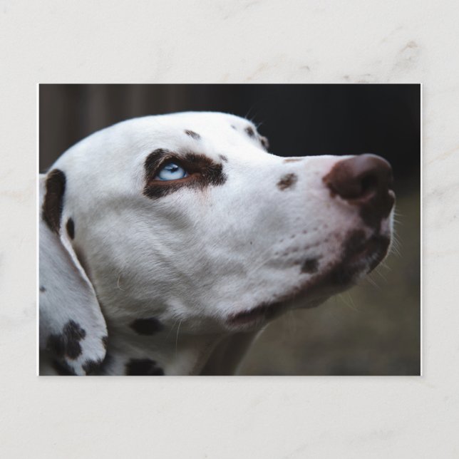 Beautiful brown and white Dalmatian Postcard (Front)