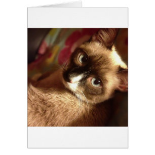 Beautiful Brown Cat