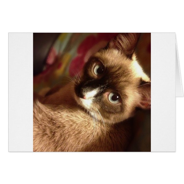 Beautiful Brown Cat (Front Horizontal)