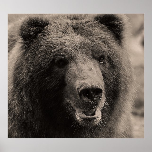 Beautiful Brown Grizzly Bear Poster (Front)