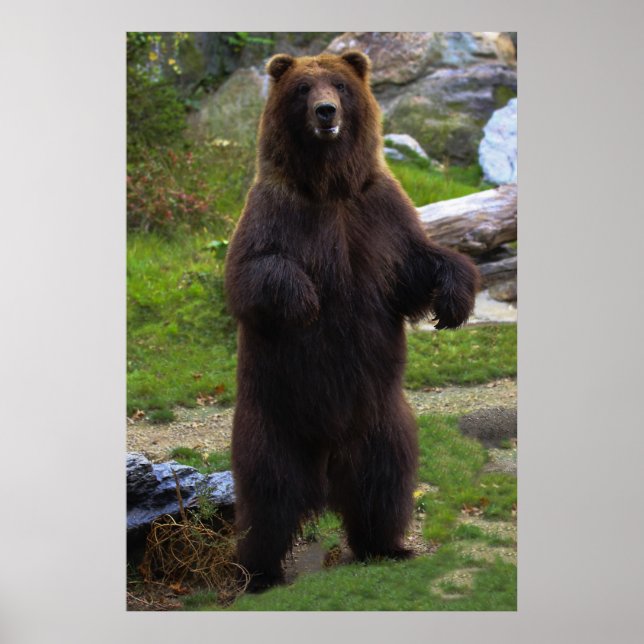Beautiful Brown Grizzly Bear Poster (Front)