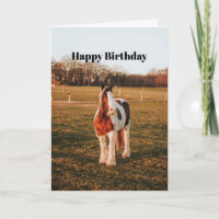 Beautiful Brown Paint Draft Horse Photo Birthday
