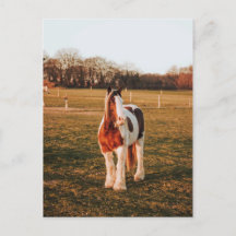 Beautiful Brown Paint Draught Horse Photo
