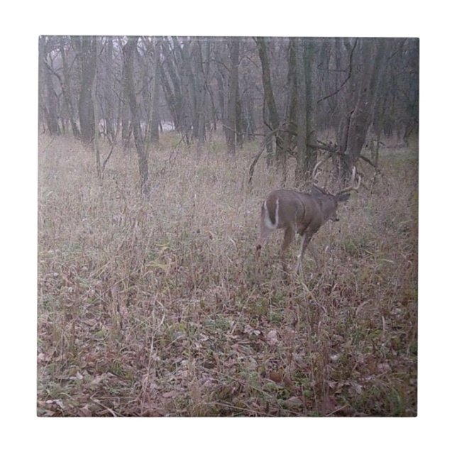 Beautiful Buck In The Woods Tile (Front)
