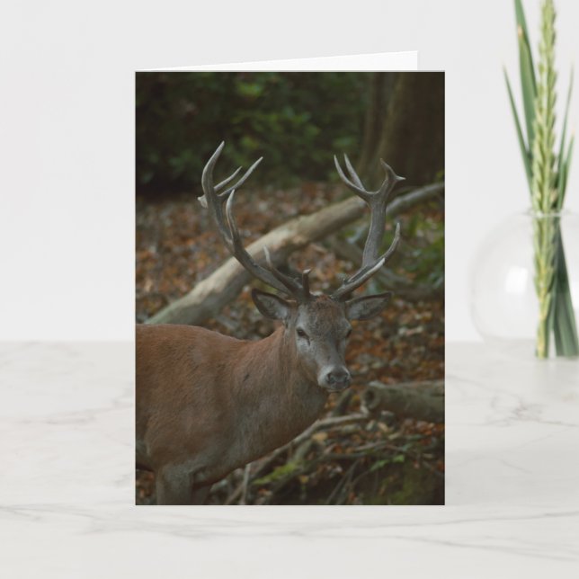 Beautiful buck photography blank card (Front)