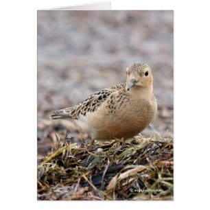 Beautiful Buff-Breasted Sandpiper at the Beach