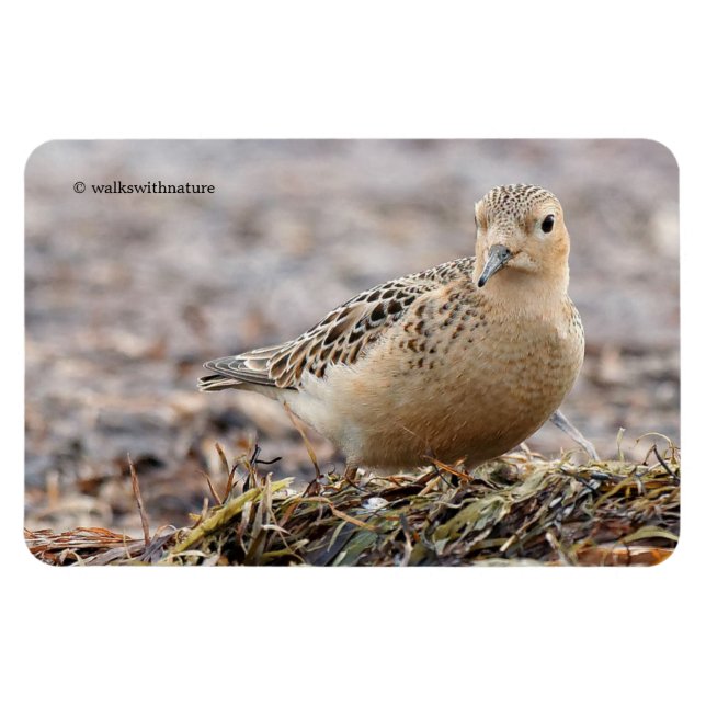 Beautiful Buff-Breasted Sandpiper at the Beach Magnet (Horizontal)