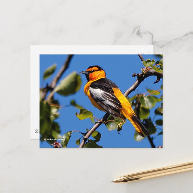 Beautiful Bullock's Oriole the Pear Tree Postcard (Front/Back In Situ)