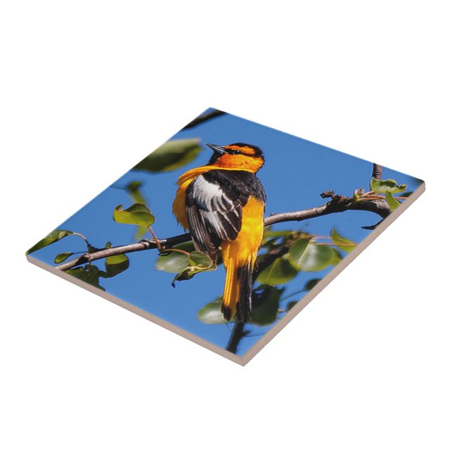 Beautiful Bullock's Oriole the Pear Tree Tile (Side)