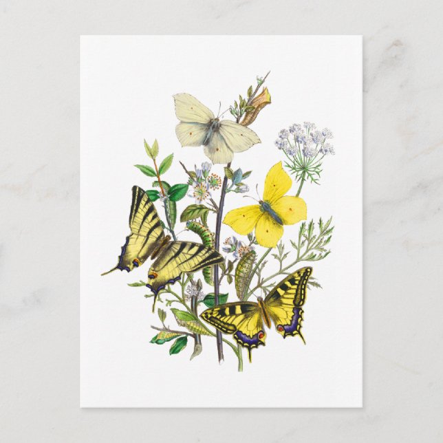 Beautiful Butterflies Postcard (Front)