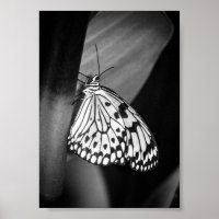 Beautiful Butterfly Black and White Archival 