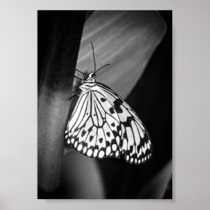Beautiful Butterfly Black and White Archival  Poster