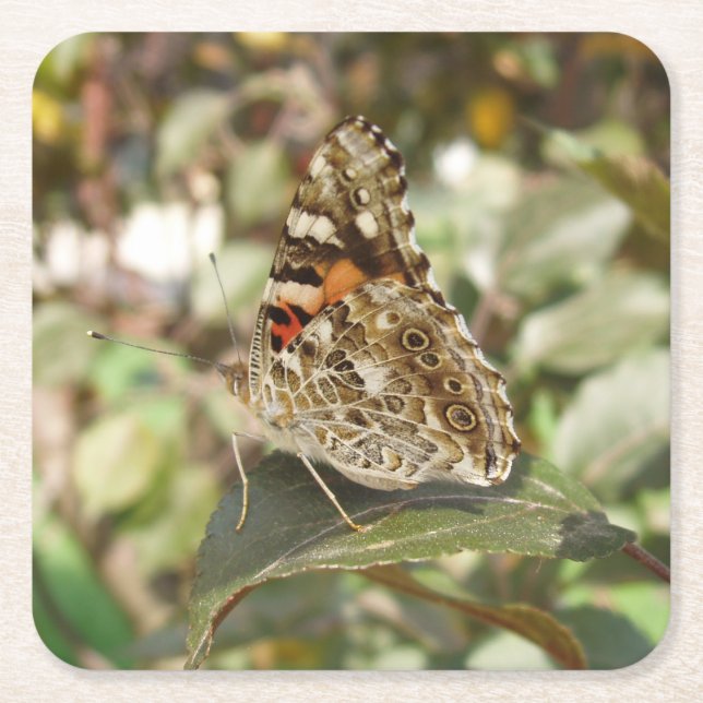 Beautiful Butterfly Coaster Set (Front)