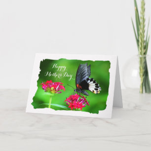 Beautiful Butterfly (Great Mormon) Mother's Day Card