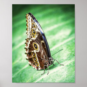 Beautiful Butterfly Insects Archival Fine Art Poster