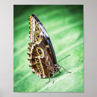Beautiful Butterfly Insects Archival Fine Art Poster