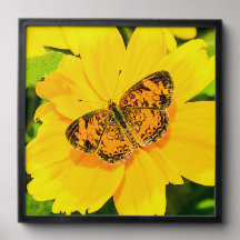 Beautiful Butterfly Insects Orange Yellow
