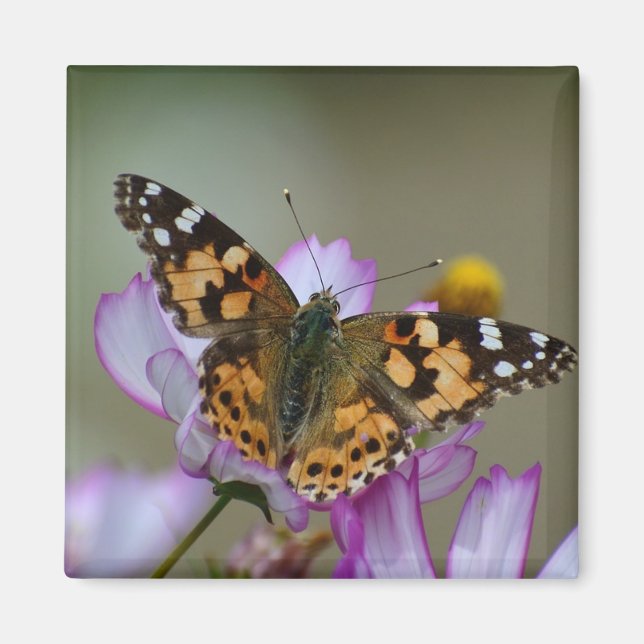 Beautiful Butterfly Magnet (Front)