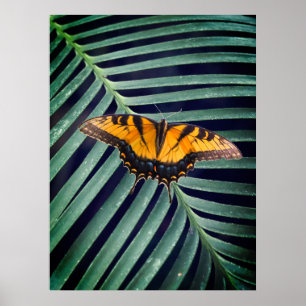 Beautiful Butterfly On A Leaf Poster