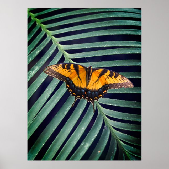 Beautiful Butterfly On A Leaf Poster (Front)