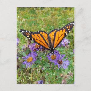 Beautiful Butterfly on Cornflowers Postcard