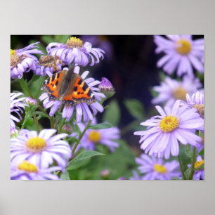 Beautiful Butterfly On Flowers Poster